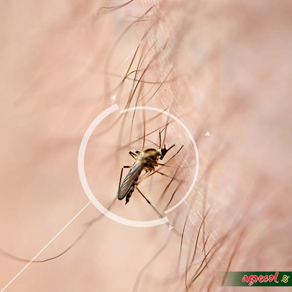 komar jak go ugryźć, walka z komarami, sposób na komary, zwalczanie komarów, deet, fendona, spirale na komary, spirala na komary, elektrofumigator