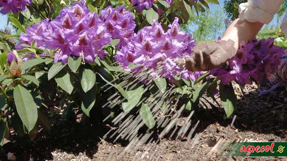 rododendron, pielęgnacja rododendronów, uprawa rododendronów