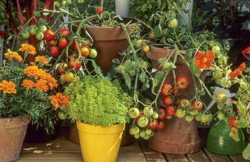 Pomidory na balkonie, uprawa pomidorów, zioła i warzywa na balkonie, uprawa ziół na balkonie, zioła na balkonie