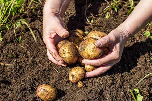 ziemniaki, uprawa ziemniaków, choroby ziemniaka