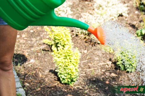 podlewanie ogrodu, jak podlewać ogród, kiedy podlewać