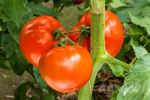 pomidor, pomidory zielone, nawóz do pomidorów