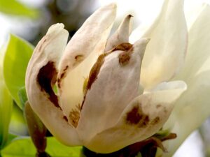 szara pleśń magnolii