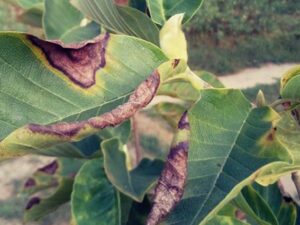 antraknoza magnolii