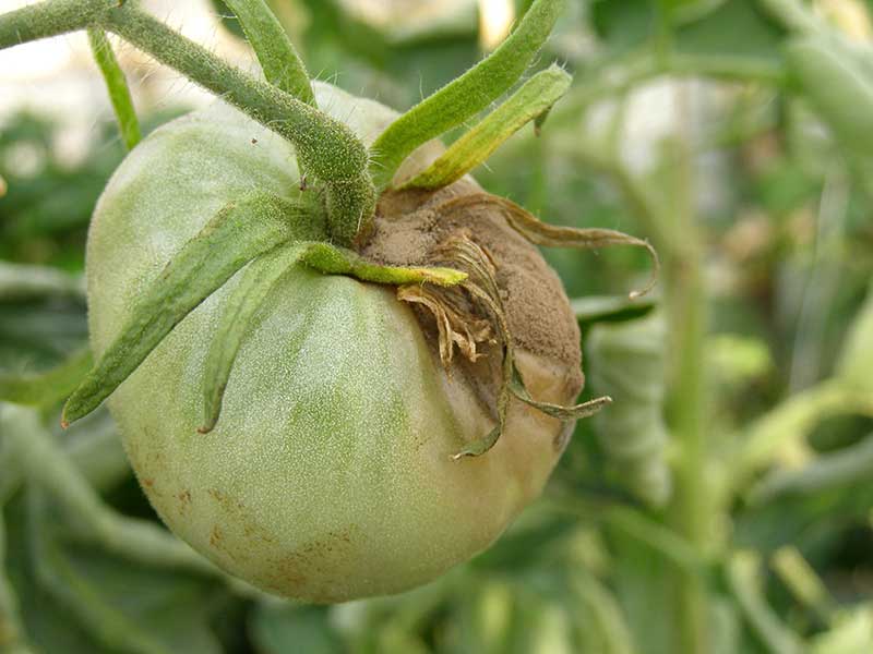 Szara Plesn Na Pomidorze Objawy Zapobieganie I Zwalczanie Dr Agrecol