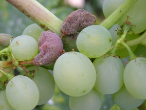 szara pleśń na winorośli