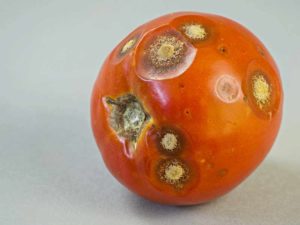 antraknoza owoców pomidora, jasne wgłębione plamy na pomidorze, pomidor wgłębienia jasne