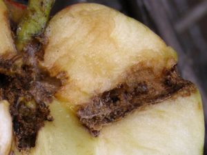 owocówka jabłkóweczka na gruszy
