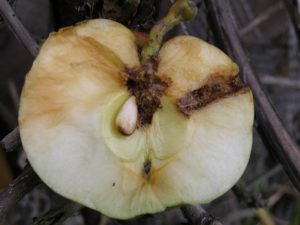 owocówka jabłkóweczka