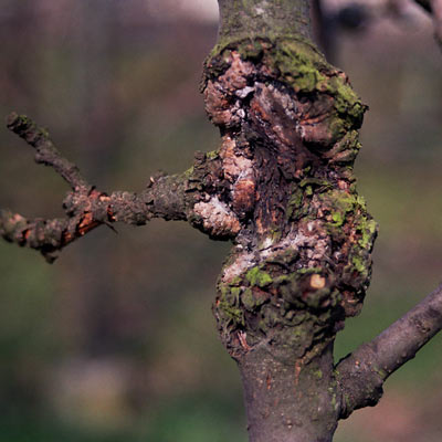 Rak Drzew Zgorzel Kory Na Jabloni Objawy Zapobieganie I Zwalczanie Dr Agrecol