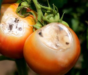 wciornastki na pomidorze, biały pomidor