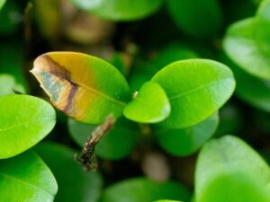 zaraza bukszpanu, brązowe liście bukszpanu