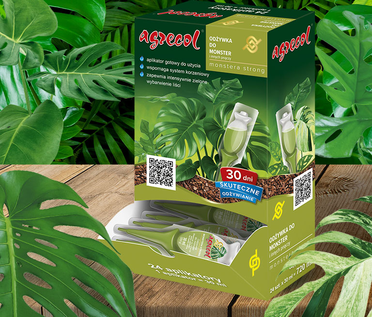 Jak pielgnowa monster - Monstera dziurawa - modne kwiaty doniczkowe -  Agrecol