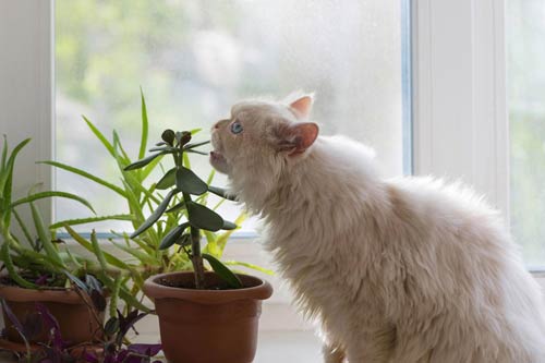 kot z rośliną, rośliny trujące dla kota