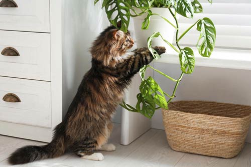 kot z rośliną, rośliny trujące dla kota