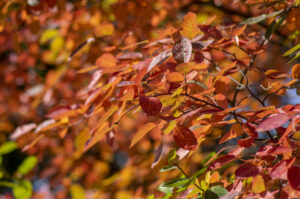 świdośliwa jesień przebarwiające się liście
