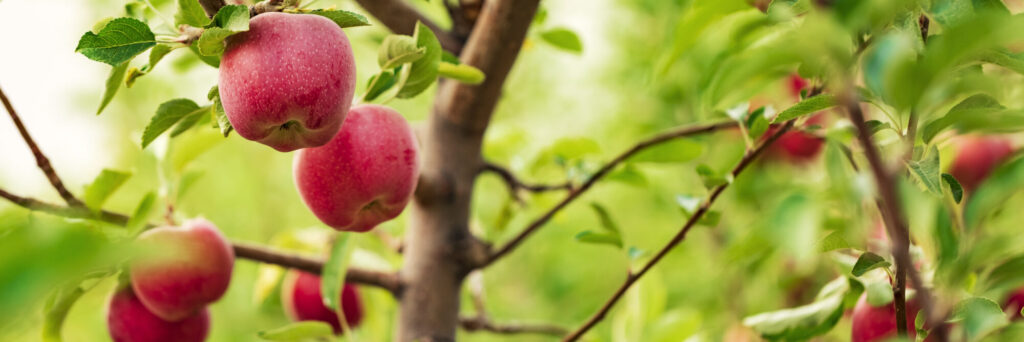 jabłoń, odmiany, sad